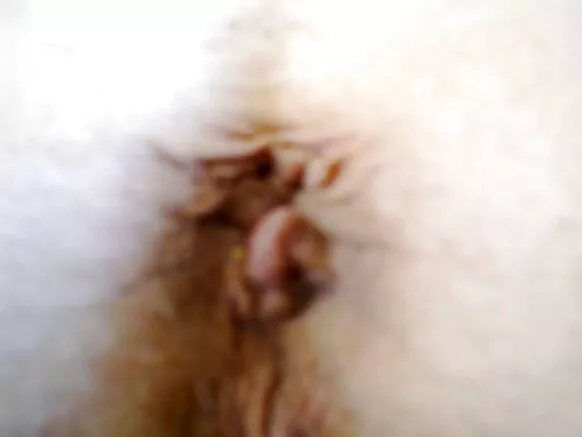 ବିରାଟ ପରିପକ୍ୱ ପୁରୁଣା ଶୃଙ୍ଗାର ବଡ ଗଧ